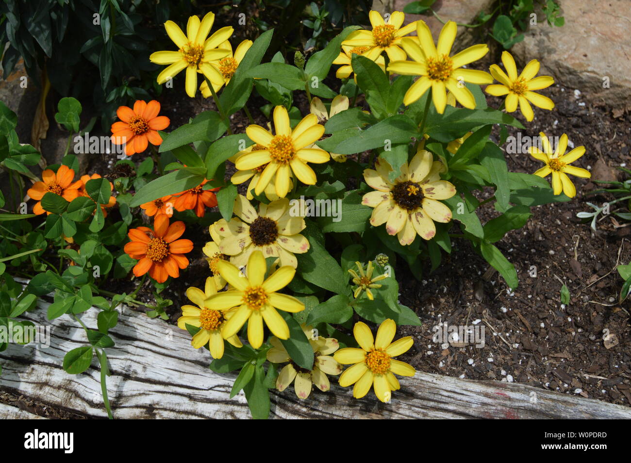 Yellow Zinnias with orange summer flowers in raised bed Stock Photo Alamy