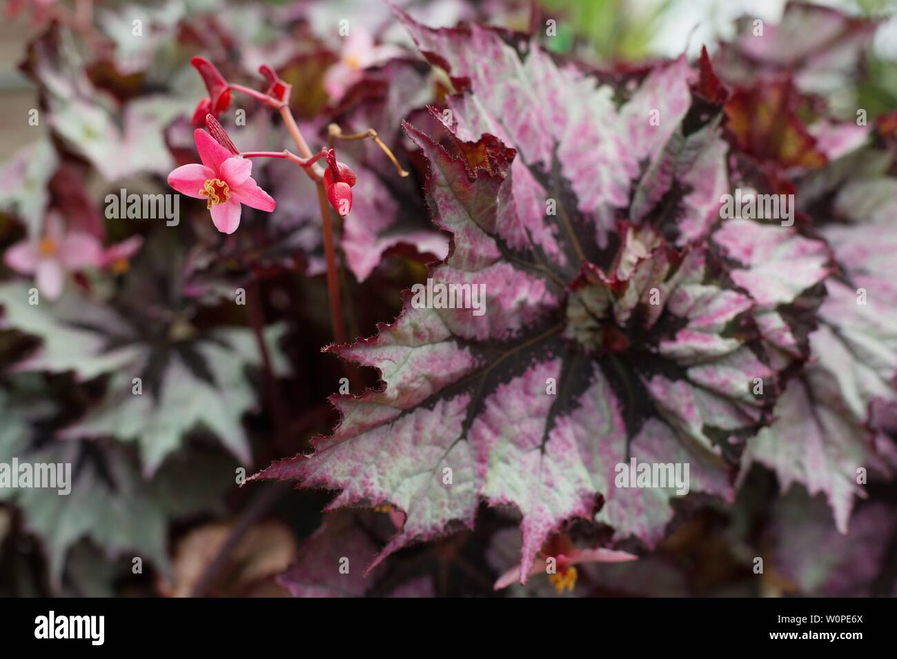 Begonia rex - painted leaf begonia. Stock Photo
