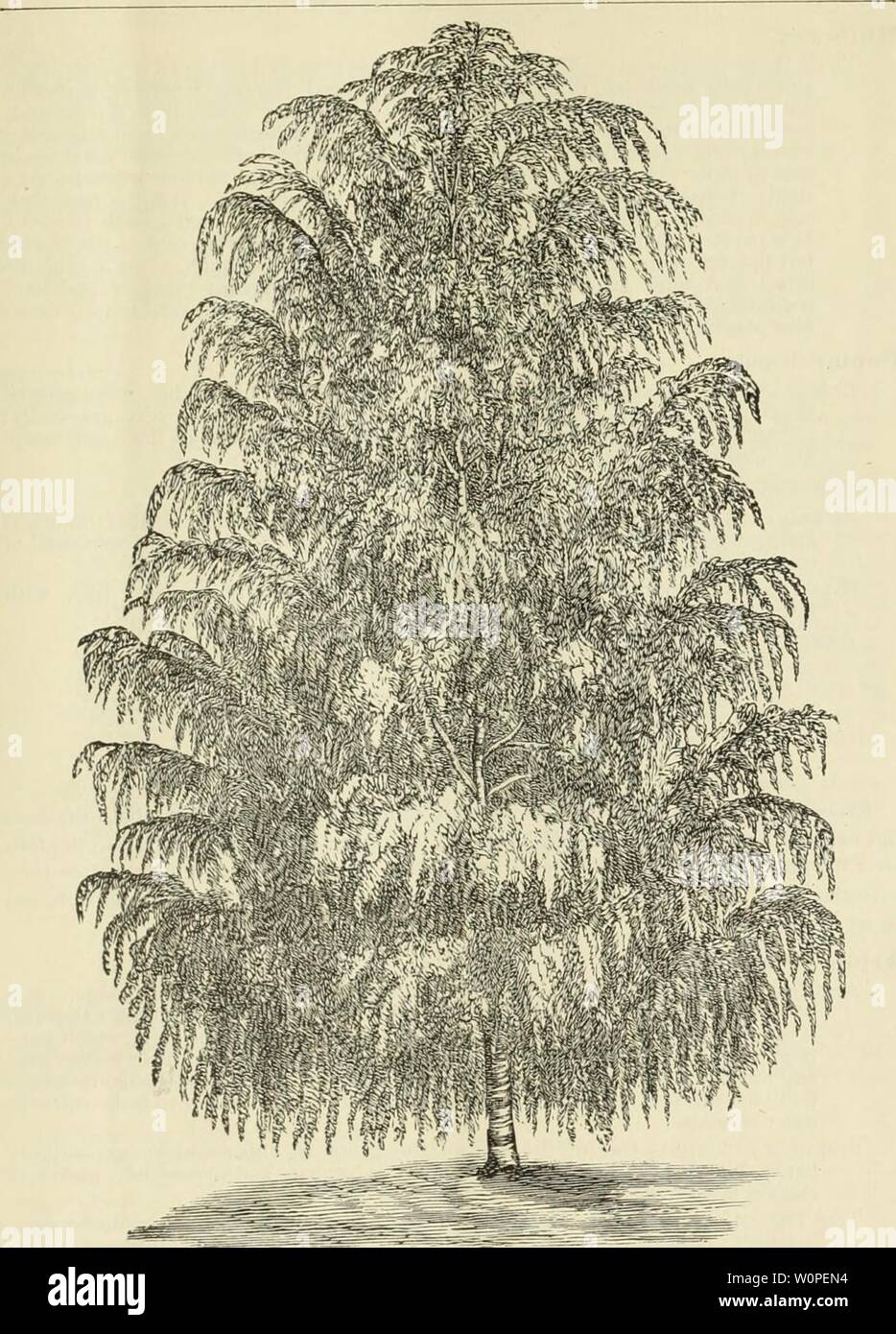 Archive image from page 52 of Descriptive catalogue of fruit and. Descriptive catalogue of fruit and ornamental trees grapes, roses, shrubs, etc., etc. descriptivecatal1890heho Year: 1890  WEEPING DECIDUOUS IREES. 49    BlliClI, CUT-LEAVED WEEPING. liinclen or Lime Tree (Tilia). White-Leaved Weeping (Alba Pendula)—A line tree with large leaves and droop- ing branches. Mountain Ash (Sorbus). . Weeping (Aucuparia Pendula&gt;—A beautiful tree, witli stragghng, weeping branches; makes a flue tree for the lawn; suitable for covering arbors. Stock Photo