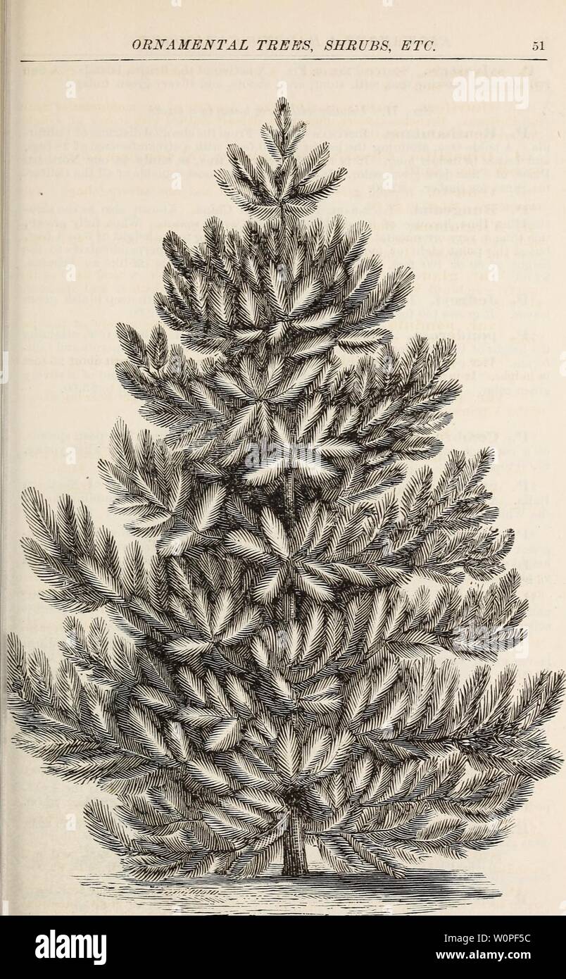 Archive image from page 54 of Descriptive catalogue of ornamental trees,. Descriptive catalogue of ornamental trees, shrubs, roses, flowering plants, &c descriptivecatal1875ellw Year: 1875  ORNAMENTAL TREES, SHRUBS, ETC.    PINUS AUSTRIACA. (atjsteiax, or black pine ) Stock Photo
