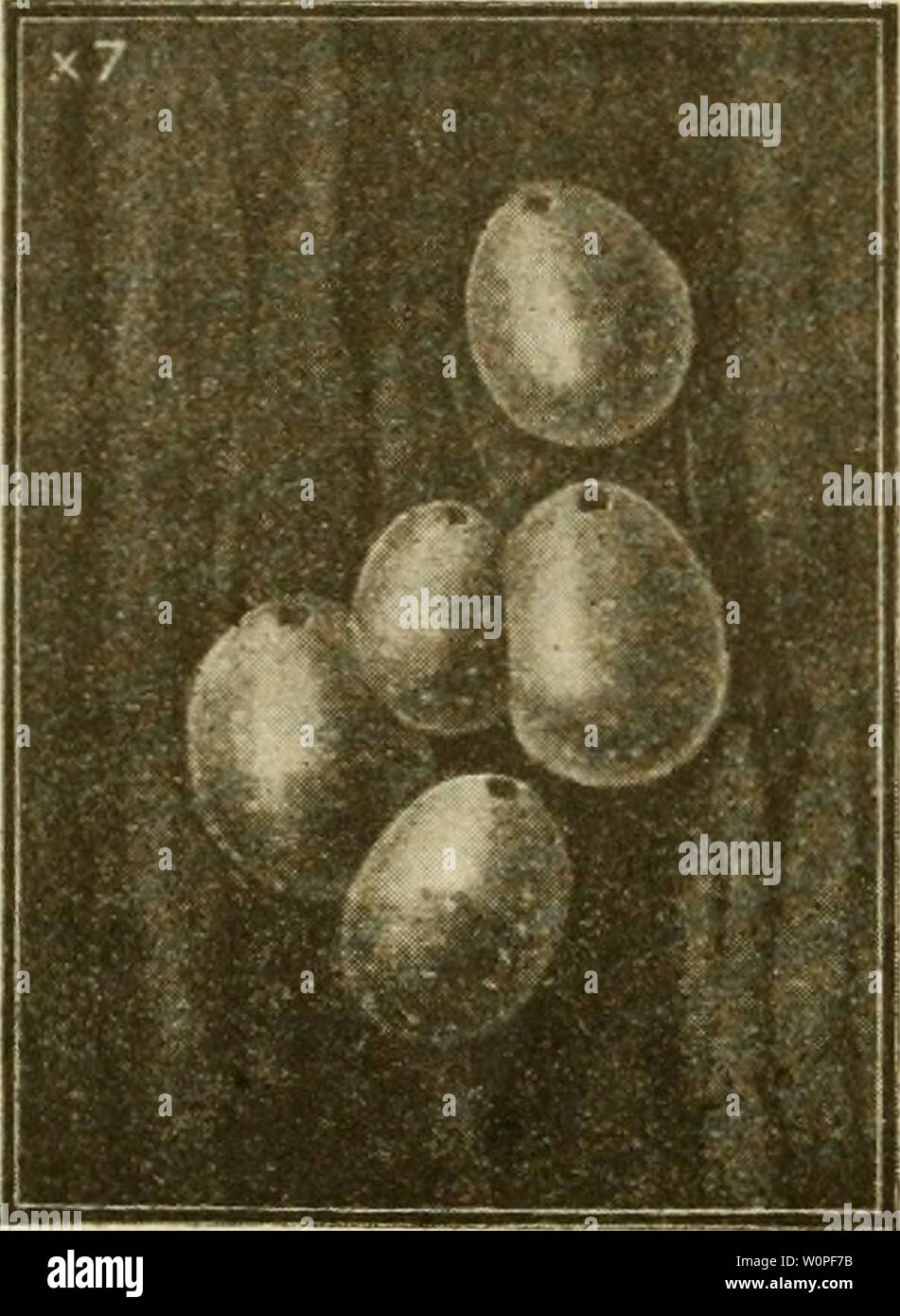 Archive image from page 55 of A descriptive catalogue of the. A descriptive catalogue of the scale insects ('Coccidae') of Australia descriptivecatal02frog Year: 1915  50 Af i SCIENCE BULLETIN, No. 18.    M Bw mm 1 3 HIHHM EhB utst gm EM Fig. 2.-Astefolecaiiium qtiercicoli Fig. 35.—Asterolecanium stypheliK, Stock Photo