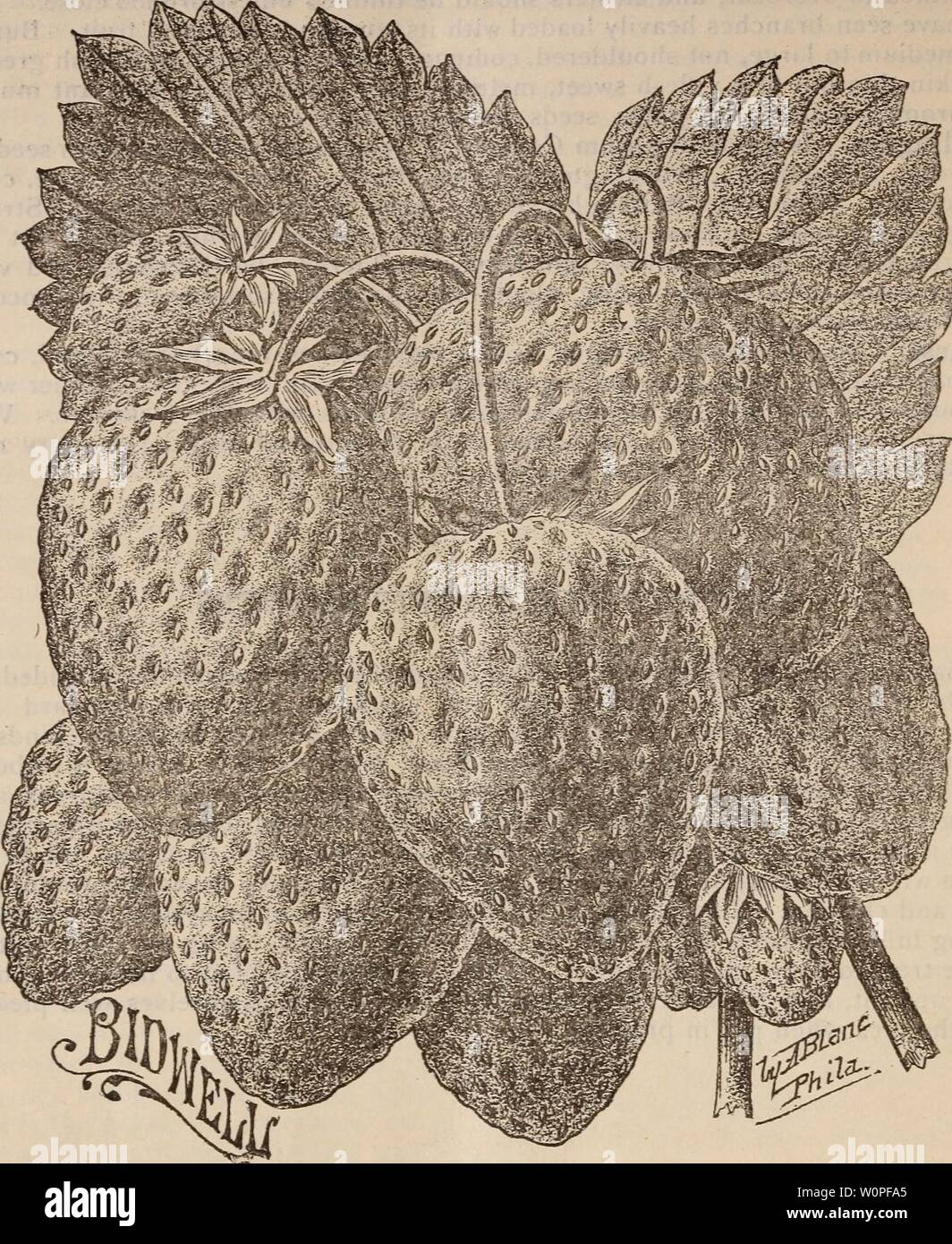 Page 20   Old Illustration Strawberry High Resolution Stock ...