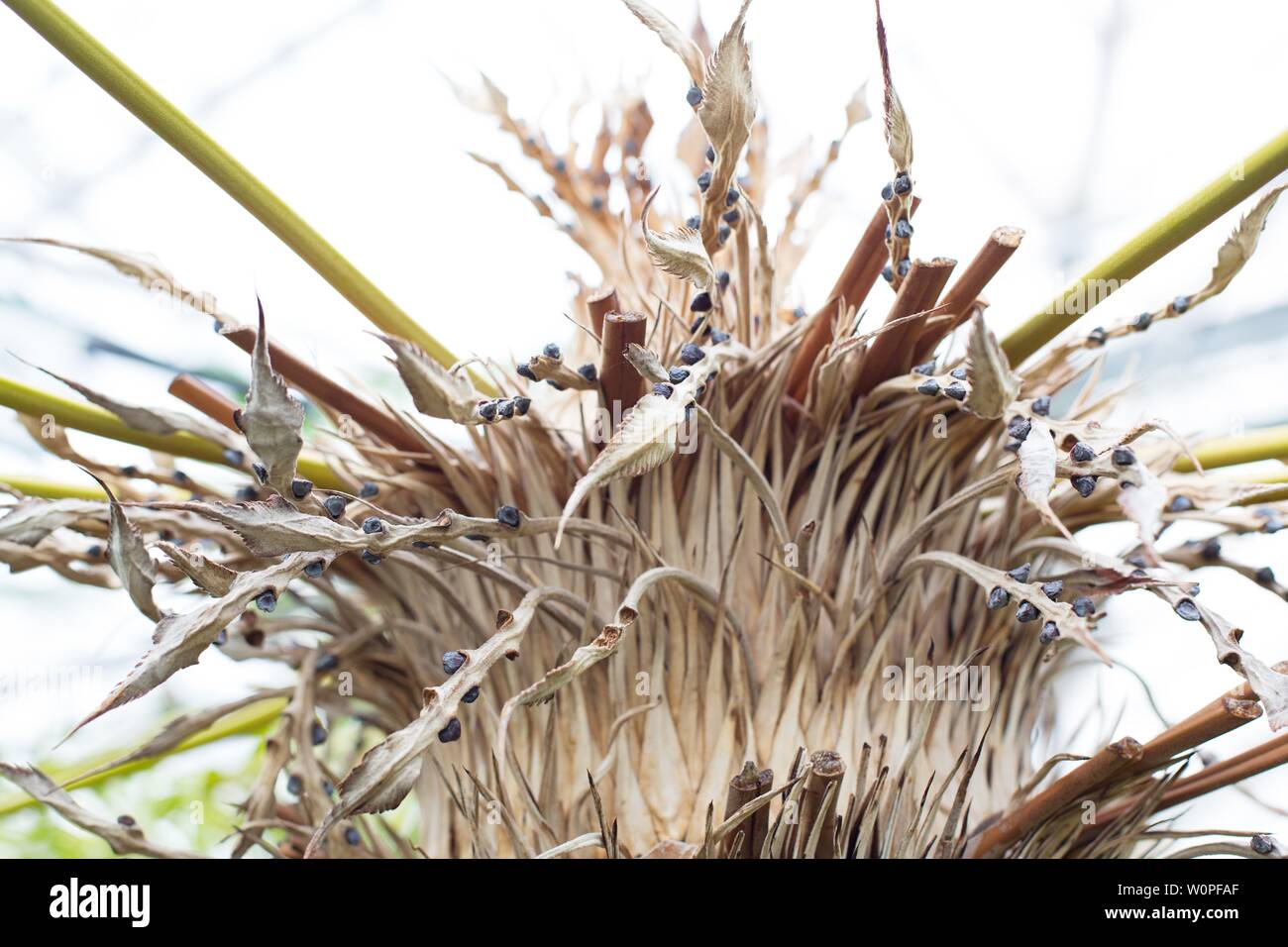 Close up of Cycas revoluta plant. Stock Photo