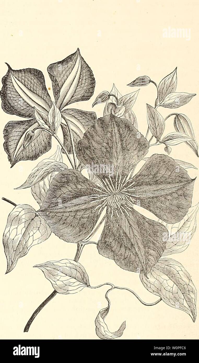 Archive image from page 55 of Descriptive catalogue of ornamental trees,. Descriptive catalogue of ornamental trees, flowering shrubs, vines, roses, herbaceous plants, hedge plants, &q. descriptivecatal00cher Year: 1871  HOOTPES, BEO. & THOKAS'    CLEMATIS JACKMANI—JACKMAN'S VIKGIN'S BOWER. [SEE PAGE 54.] Stock Photo