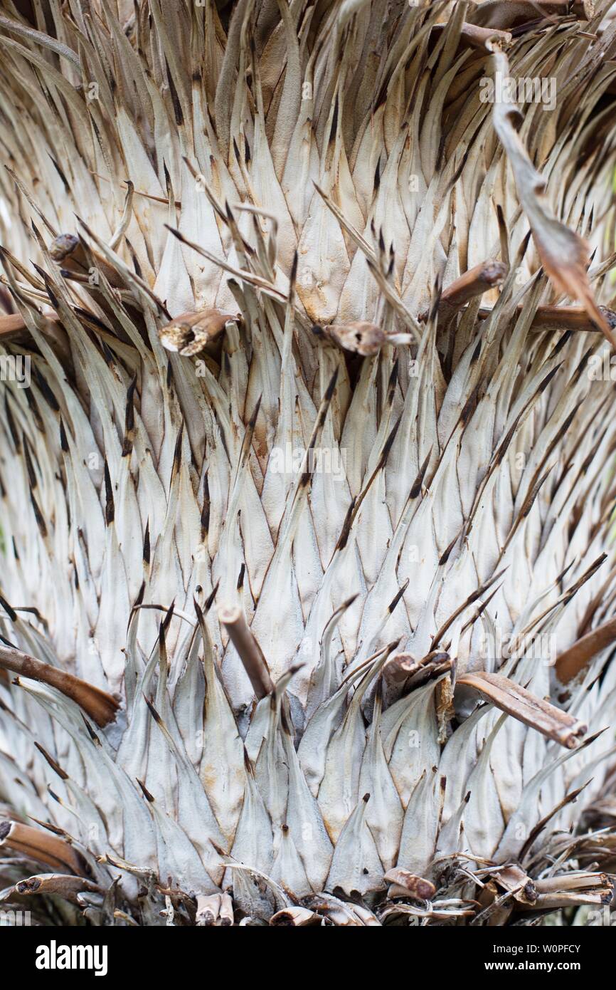 Close up of Cycas revoluta plant. Stock Photo