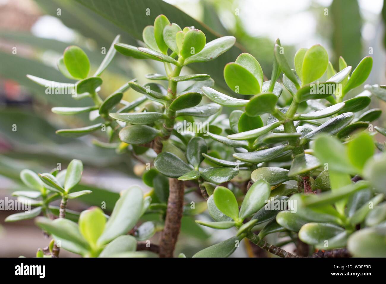 Crassula ovata - jade plant. Stock Photo