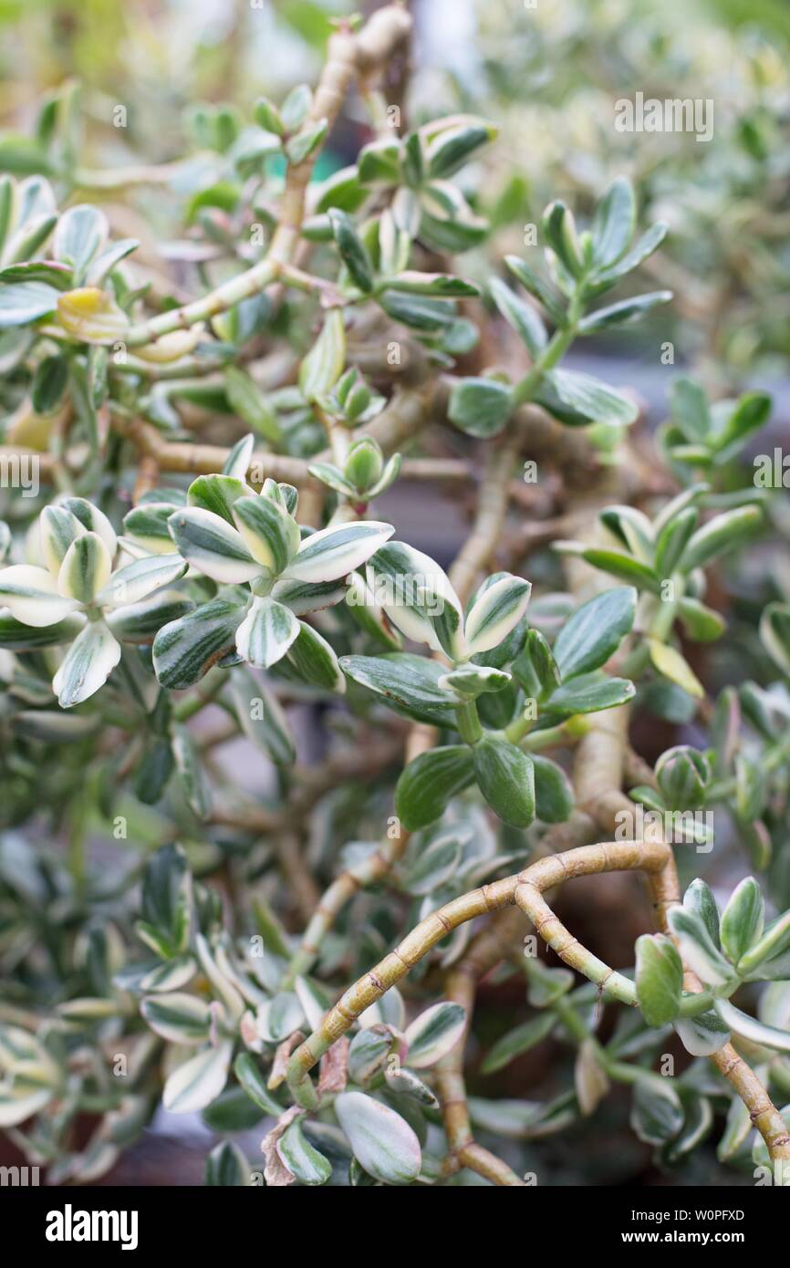 Crassula ovata 