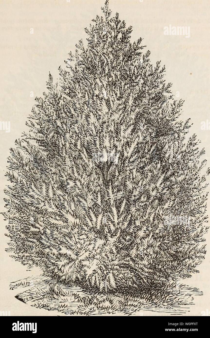 Archive image from page 58 of Descriptive catalogue of ornamental trees,. Descriptive catalogue of ornamental trees, shrubs, roses, flowering plants, &c descriptivecatal1875ellw Year: 1875  ORNAMENTAL TREES, SHRUBS, ETC. 0£&gt;    THUJA SIBERICA. (Siberian Arbok Viti:.) THUJA. Western Arbor Vitae. T. gigantea. Giant Aeboe Vit. A fine, graceful tree, found on the North- west coast of America and California, growing from 40 to 50 feet high, with long, flexible branches, and bright, glossy green foliage. Requires slight protection. $1.00. T. OCCidentalis. Ameeican Aeboe Vit. A beautiful native tr Stock Photo