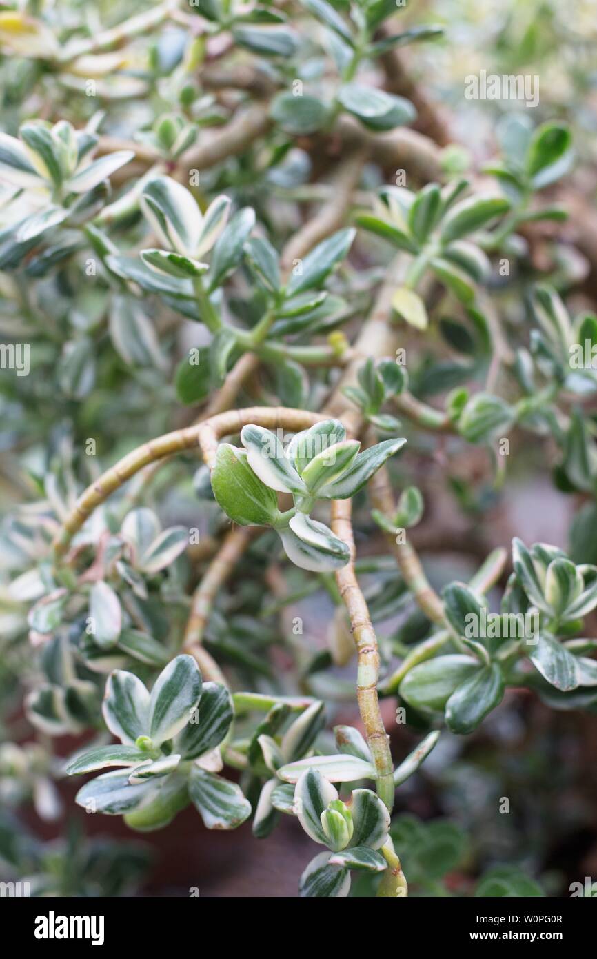 Crassula ovata 'Variegata' - Variegated jade plant Stock Photo - Alamy
