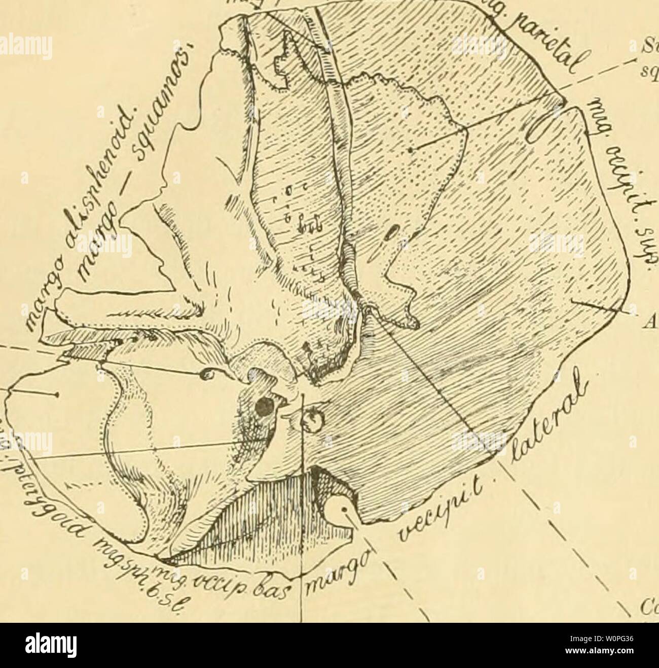 Archive image from page 59 of Der Schädelbau der Monotremen (1901). Der SchÃ¤delbau der Monotremen derschdelbaude00bemm Year: 1901  784 Der SchÃ¤delbau der Monotremen. 252 Knochens und die Uebereinstimmungen und Verschiedenheiten zwischen beiden sich besser als aus Be- schreibungen hervorheben und ausserdem die von umliegenden Knochen bedeckten Theile sichtbar werden. Einige Unsicherheit in der Bestimmung der Grenzen bei Ornithorhynchus habe ich leider nicht aufzuklÃ¤ren vermocht. A. EchiÃ¤iKi. Sulcua arteriae occipitaUs â s/'S t(oTiS/J Dehiscentia canalis Fallopii Superficies   pte'ygoidali Stock Photo