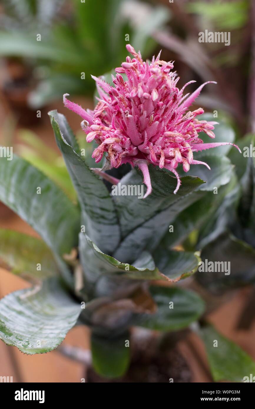 Aechmea fasciata plant, flowering. Stock Photo