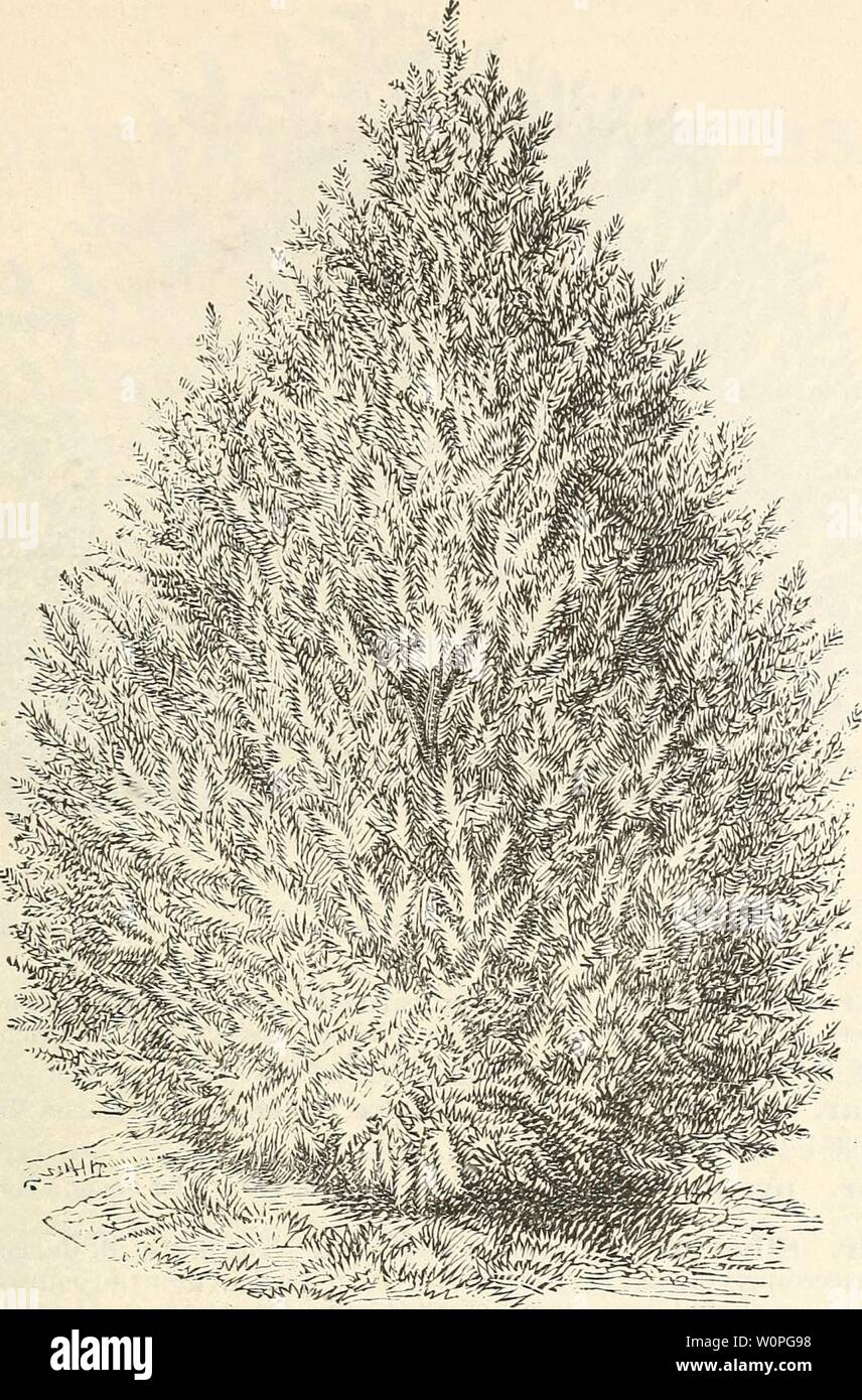 Archive image from page 60 of Descriptive catalogue of hardy ornamental. Descriptive catalogue of hardy ornamental trees, shrubs, herbaceous perennial plants, etc. : twenty-fourth edition descriptivecatal1880ellw Year: 1880  ORNAMENTAL TREES, SHRUBS, ETC. 53    SIBERIAN ARE T. O. var. compacta. Parsons' Arbor Vit,e. Of dwarf, compact habit, and yellowish green foliage. $1.00. fvar. compacta. Another dwarf form. 50 cents to $1.00. fvar. Geo. Peabody. Of dwarf compact growth with bright golden foliage; fine. $1.50. var. g'loDOsa. Globe-headed Aeboe Vit.e. Originated at Philadelphia. Forms a dens Stock Photo