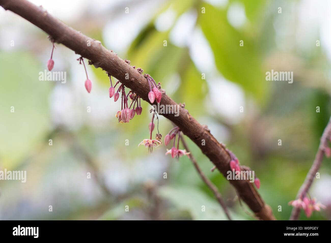 Small pink flowers on a branch of a Theobroma cacao tree. Stock Photo
