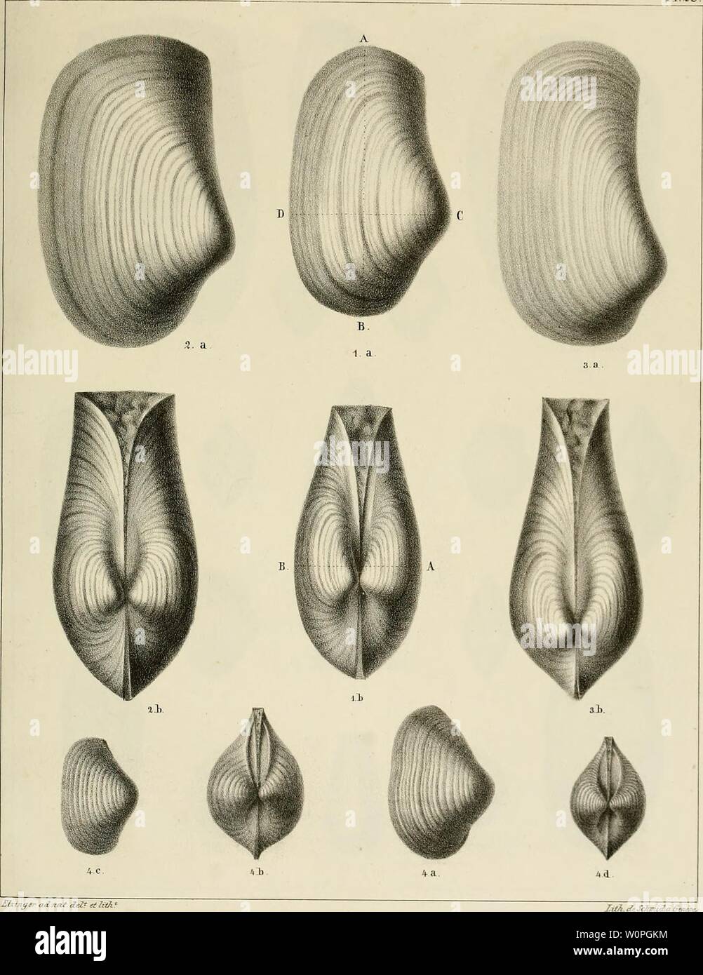 Archive image from page 62 of Description des mollusques fossiles qui. Description des mollusques fossiles qui se trouvent dans les grès verts des environs de Genève descriptiondesmo01pict Year: 1847-1853  P1.28.    Bixtner- adnat deZt et 7iih îig 1. Tanopsea acutisnlcata. Tig. . P. plicata rig. 4 T. Sabaudiana. n 3 P. Ehodani Stock Photo