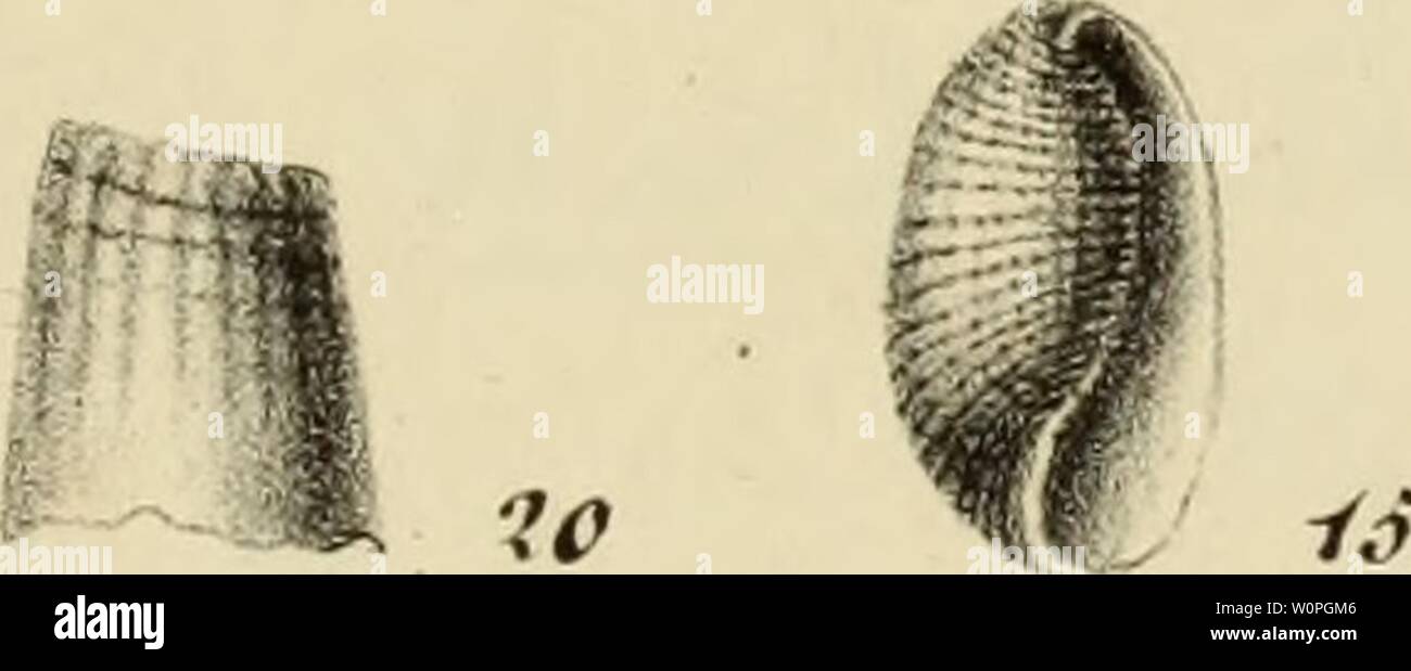 10 Zl High Resolution Stock Photography And Images Alamy