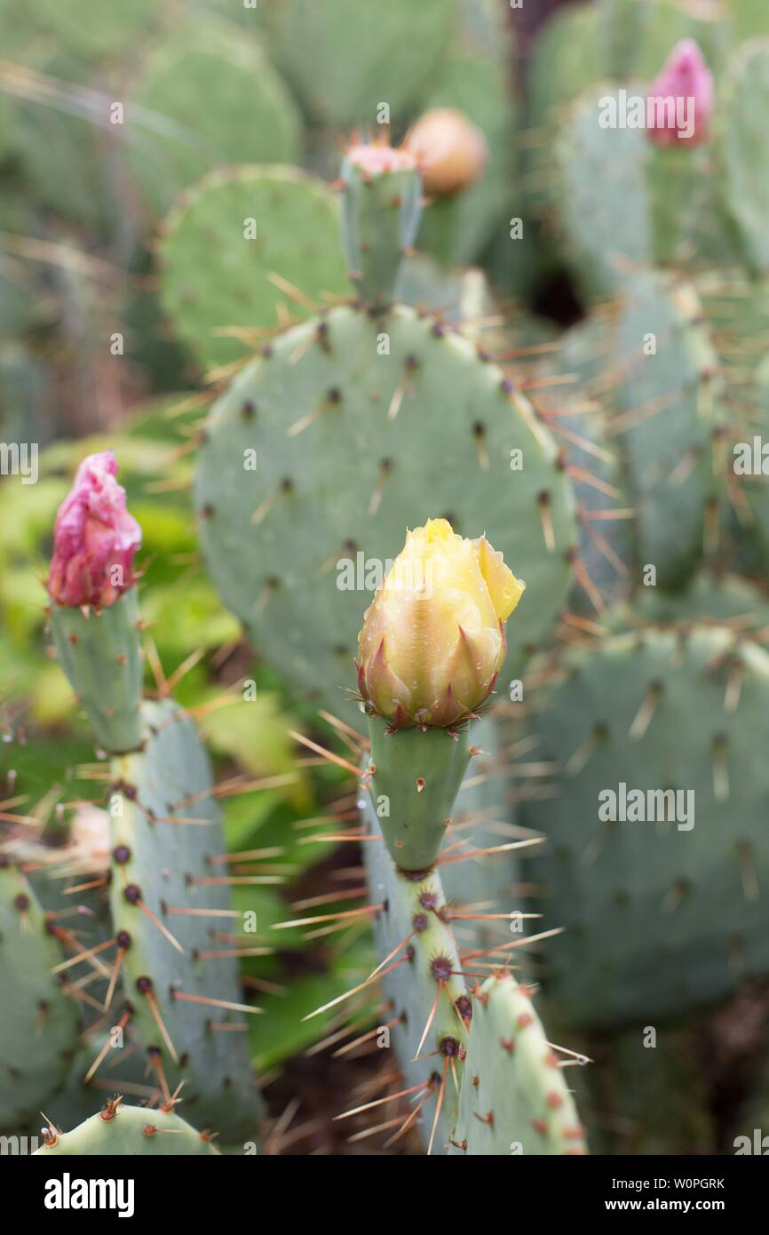 Opuntia phaeacantha - desert prickly pear. Stock Photo