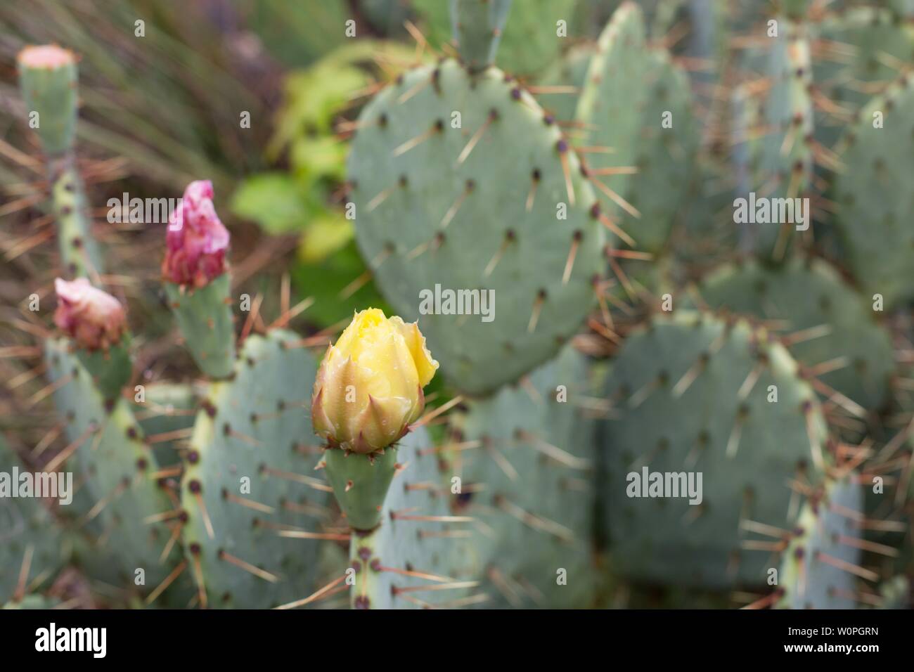 Opuntia phaeacantha - desert prickly pear. Stock Photo