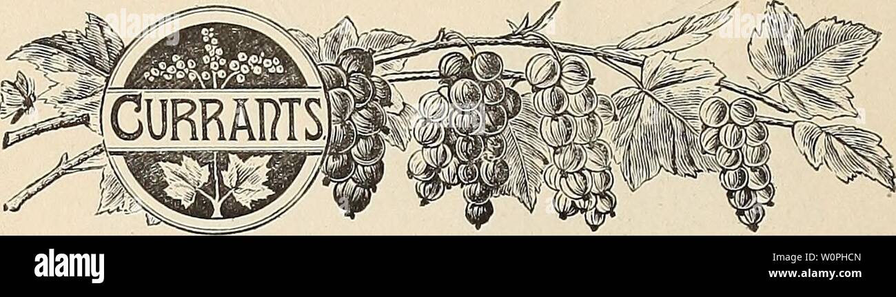 Archive Image From Page 65 Of Descriptive Catalogue Of Fruit