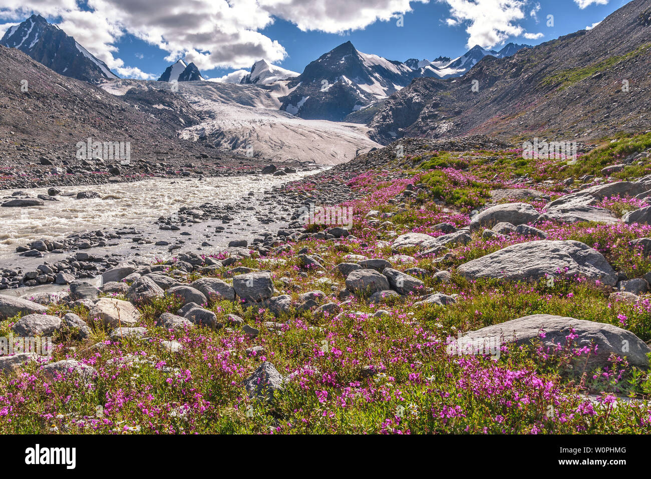 Sofia Glacier, mountains, white river and bright pink flowers of Ivan-tea (Chamaenerion) on stones in summer sunny day Stock Photo