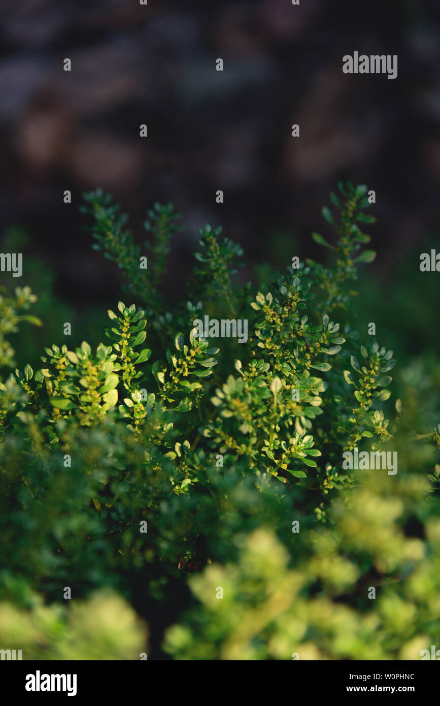 Moss on stone walls hires stock photography and images Alamy