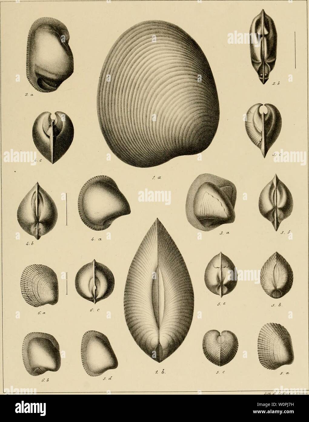 Archive image from page 70 of Description des mollusques fossiles qui. Description des mollusques fossiles qui se trouvent dans les grès verts des environs de Genève descriptiondesmo01pict Year: 1847-1853  PI. 33    J'ùrc/int hfh Fi§. 1. Astarte uritis Piô. 1. Crassatella Saxoneti Fi6. 3. C. Sal)audiana. Fi6. 4.C.Fisiana Fi6. 5. Cardita Constantii Fi. 6. C. rotundata. Stock Photo
