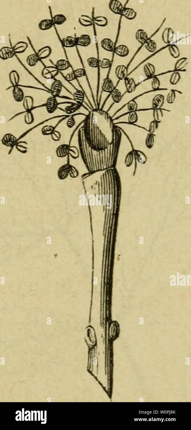 Archive image from page 70 of Der Führer in die Pflanzenwelt. Der Führer in die Pflanzenwelt. Hülfsbuch zur Auffindung und Bestimmung der wichtigsten in Deutschland wild wachsenden Pflanzen derfhrerindiep00post Year: 1866.  ginben trir im pril einen no blätterlofen :§oen 33aum mit glatter Sinbe, bicflien 3196« wib grogen, roftaorigen lnopenfcuppen, n)el= cer feine S3(üten nid)t in Ääcen, fonbern in grünen ober rötUcfien S3üfceln (Dien) trägt (gig. 1. unb 2.), fo §aben toir bie gemeine ober @belefd§e oor un. 2Öir betradten fofort tlren eigentmücfien 53lü= tenbau, ioobei nnö bie beiftelenben gig Stock Photo