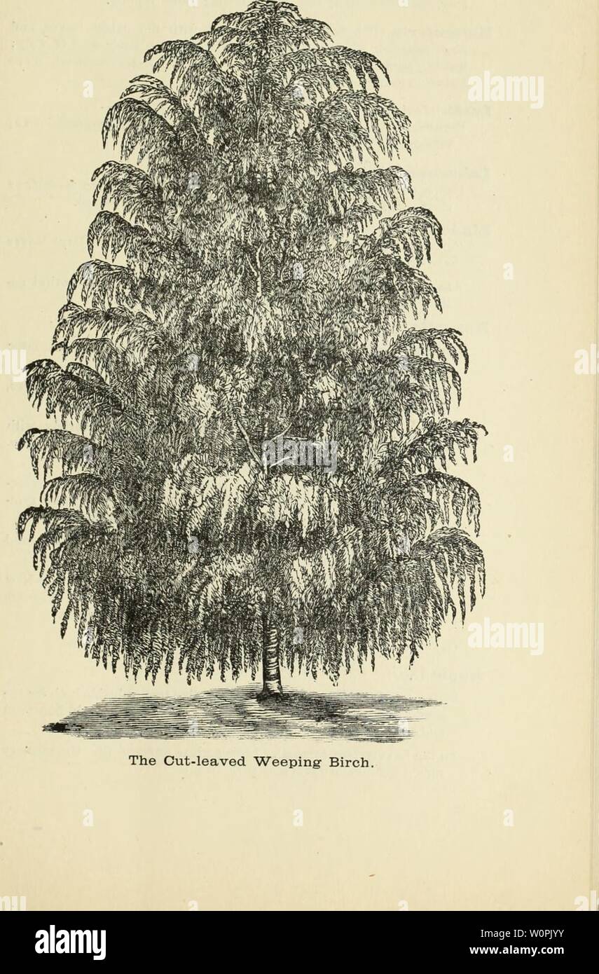 Archive image from page 74 of Descriptive catalogue of fruit and. Descriptive catalogue of fruit and ornamental trees, shrubs, vines, roses, etc. : cultivated and for sale descriptivecata1883nhal 0 Year: 1883  69 Stock Photo