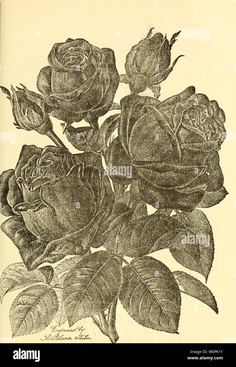 Archive image from page 74 of Descriptive catalogue of fruit, shade. Descriptive catalogue of fruit, shade and ornamental trees, roses, shrubs, plants &c., descriptivecatal1888ranc Year: 1888 GENERAL JACQUEMINOT. Stock Photo