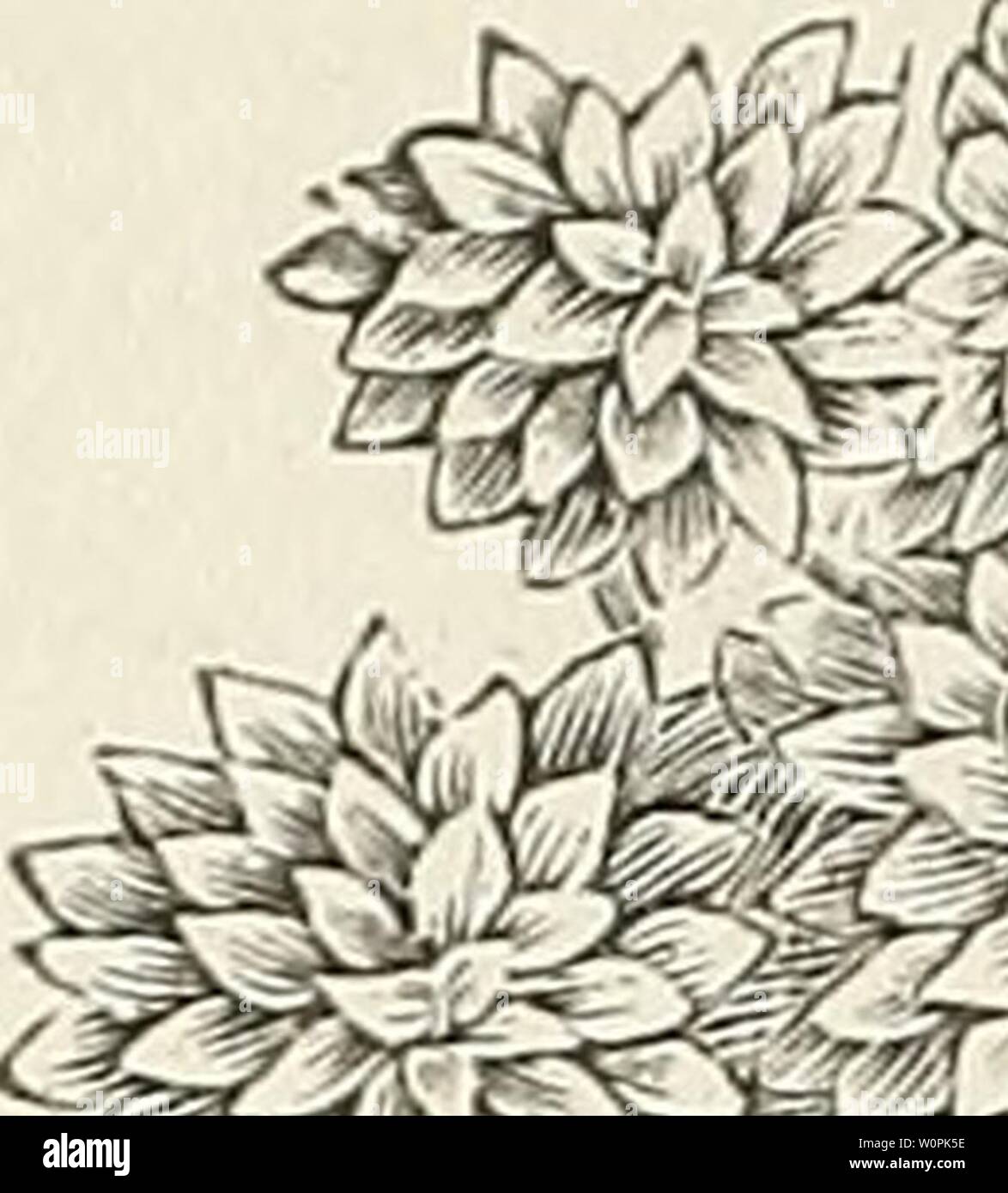 Archive image from page 75 of Descriptive catalogue of ornamental trees,. Descriptive catalogue of ornamental trees, shrubs, hardy perennial plants, etc. : twenty-fifth edition descriptivecatal1882ellw Year: 1882 ELLWANGER & BARRY' CATALOGUE. If Stock Photo