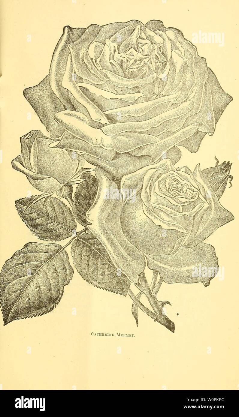 Archive image from page 80 of Descriptive catalogue of fruit and. Descriptive catalogue of fruit and ornamental trees, vines, shrubs, roses, etc. : cultivated and for sale at the Syracuse Nurseries descriptivecatal1887syra Year: 1887 Stock Photo