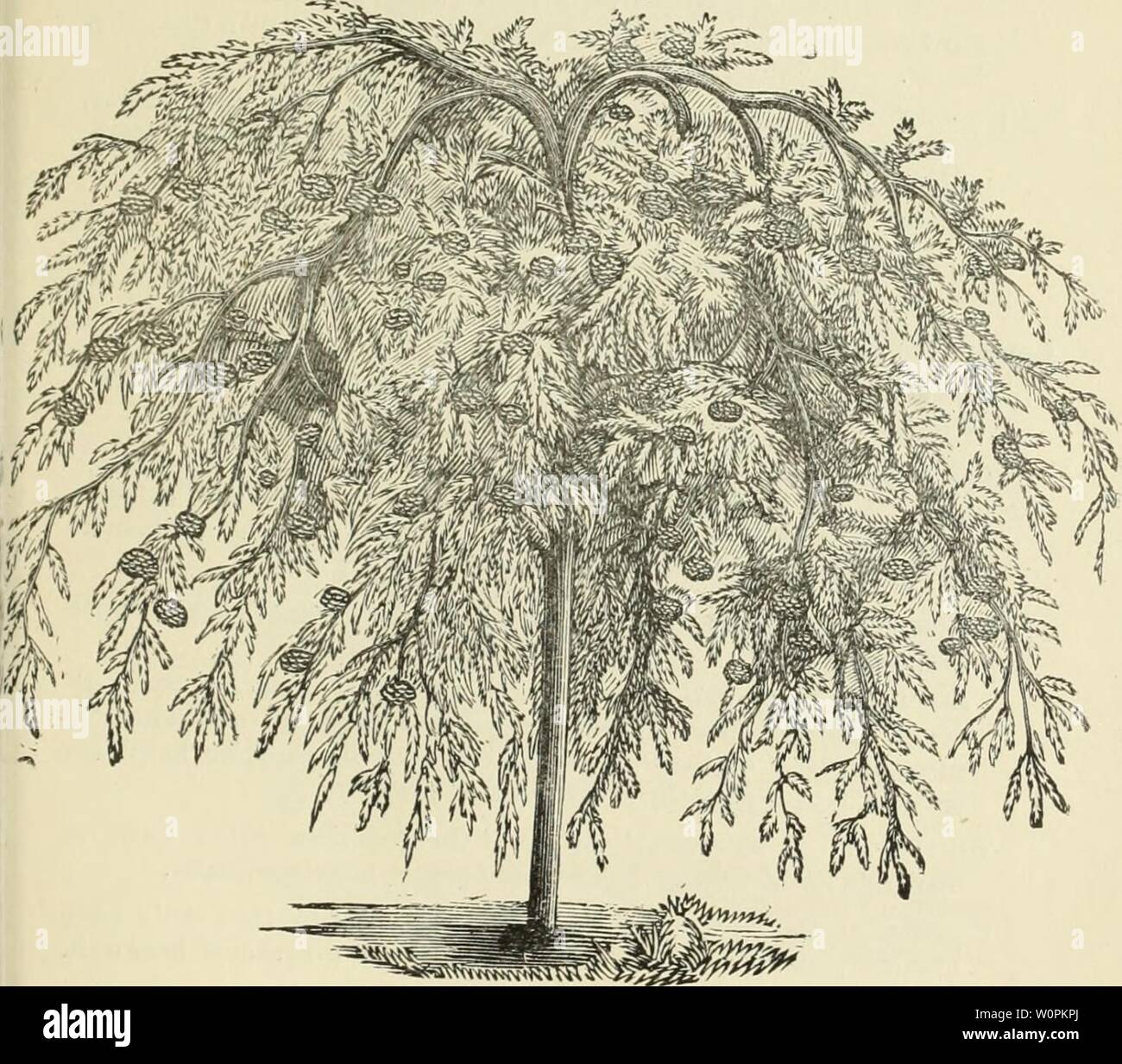 Archive image from page 80 of Descriptive catalogue of fruit and. Descriptive catalogue of fruit and ornamental trees, shrubs, vines, roses, etc. : cultivated and for sale descriptivecata1883nhal_0 Year: 1883 75 The Weeping Mountain Ash. Stock Photo