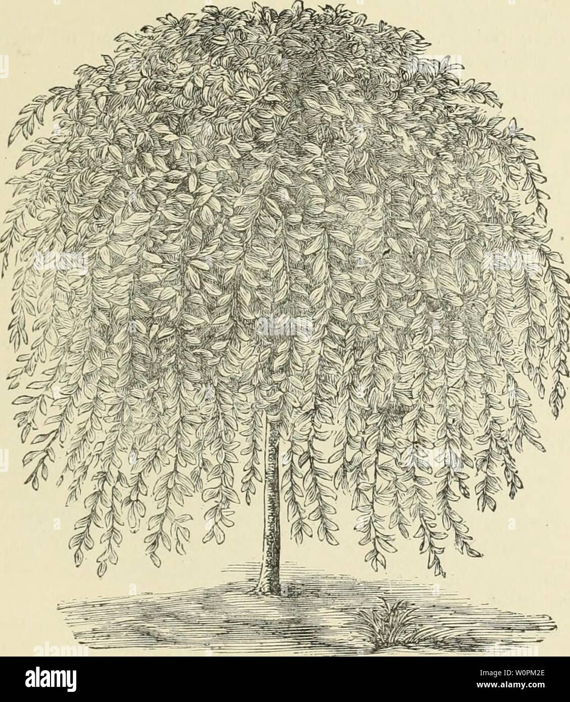 Archive image from page 82 of Descriptive catalogue of fruit and. Descriptive catalogue of fruit and ornamental trees, shrubs, vines, roses, etc. : cultivated and for sale descriptivecata1883nhal_0 Year: 1883  77    The Kilmarnock Weeping Willow. Stock Photo