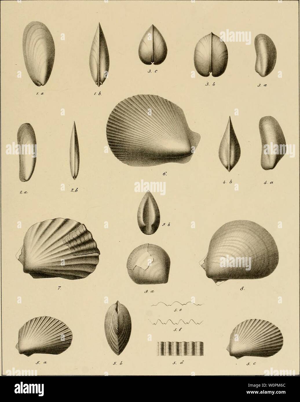 Archive image from page 84 of Description des mollusques fossiles qui. Description des mollusques fossiles qui se trouvent dans les grÃ¨s verts des environs de GenÃ¨ve descriptiondesmo01pict Year: 1847-1853  PI 40    J:Â£i.eÂ£eMÂ£ac- &lt;e Ã»cnÃ e- Fig.l. Mytilus RKodani Yi Z. M. durgitis FiÃ´. 3. M.Giffreanus. Fig. 4-. M. Mortilleti Fig. 5. Lima Itieriana. Fig. 6. L. Sal)audiana. Fig. 7. L. alpina Fi. 8. L. Saxoneti. Fi. 9. 1. albensis. Stock Photo