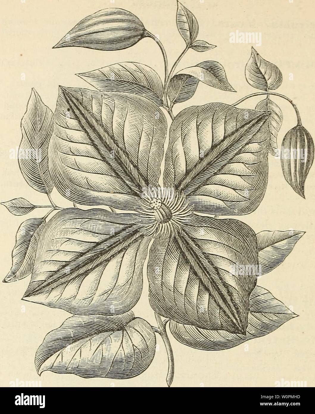 Archive image from page 87 of Descriptive catalogue of hardy ornamental. Descriptive catalogue of hardy ornamental trees, shrubs, herbaceous perennial plants, etc. : twenty-fourth edition descriptivecatal1880ellw Year: 1880  80 ELLWANGER & BARRY'S CATALOGUE.    FLOWER OF CLEMATIS JACKMAKNI. {y, Xatubal Size ) C. viticella moclesta (Modeste Ghierin). Large bright blue; free growing and free flowering. One of the best. 81,00. C. viticella rubra grandifiora (Jackman). Bright claret red ; fine! 81.00.. C. viticella veiiosa. Reddish purple; veined; one of the finest. $1.25. Section 5. Jaekmaimi Typ Stock Photo