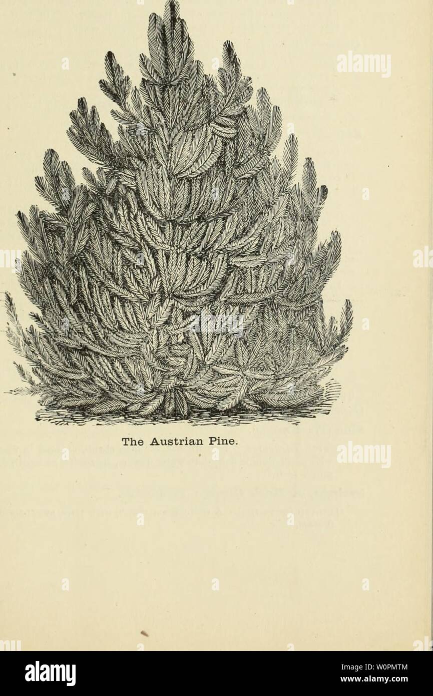 Archive image from page 90 of Descriptive catalogue of fruit and. Descriptive catalogue of fruit and ornamental trees, shrubs, vines, roses, etc. : cultivated and for sale descriptivecata1883nhal 0 Year: 1883  85 Stock Photo