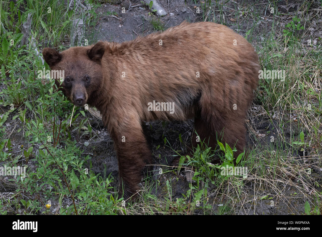 Grizzly bear in Spray Lakes Provincial Park, Kananaskis Country, Alberta, Canada. Stock Photo