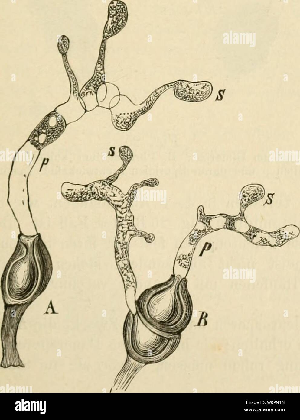 Archive image from page 92 of Der gegenwrtige Standpunkt der Mycologie. Der gegenwrtige Standpunkt der Mycologie mit Rcksicht auf die Lehre von den Infections-Krankheiten dergegenwrtigest00eida Year: 1872  Fig. '23. Puccinia Compositarum; durch die Spaltöffnung in die darunter befindliche Athcmhühle ein- gedrungener und daselbst weiter wachsender Keimschlauch, (nach de Bary.)    Fig. 24. A. Uromyces appendiculatus; B. Puccinia Moliuiae; beide mit Promy- celien p und Sporidien s. (nach Tulasne.) Stock Photo