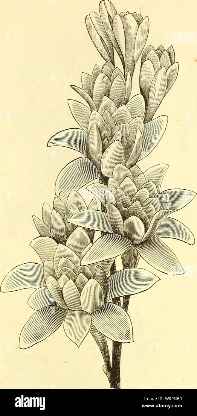 Archive image from page 98 of Descriptive catalogue of a choice. Descriptive catalogue of a choice collection of vegetable, agricultural and flower seeds, gladiolus, lilies, and other summer flowering bulbs descriptivecatal1880bkbl Year: 1880  DOUBLE TUBEROSE, (Polianthes Tuberosa.) The tubers of this delightfully fra- grant flower may be planted from Jan- uary until March. Where a succession is required, and can be accommndated with a warm greenhouse or conserva- toi'y temperature, planting may begin with the former period; but where con- venience is limited to a hot-bed and greenhouse, the l Stock Photo