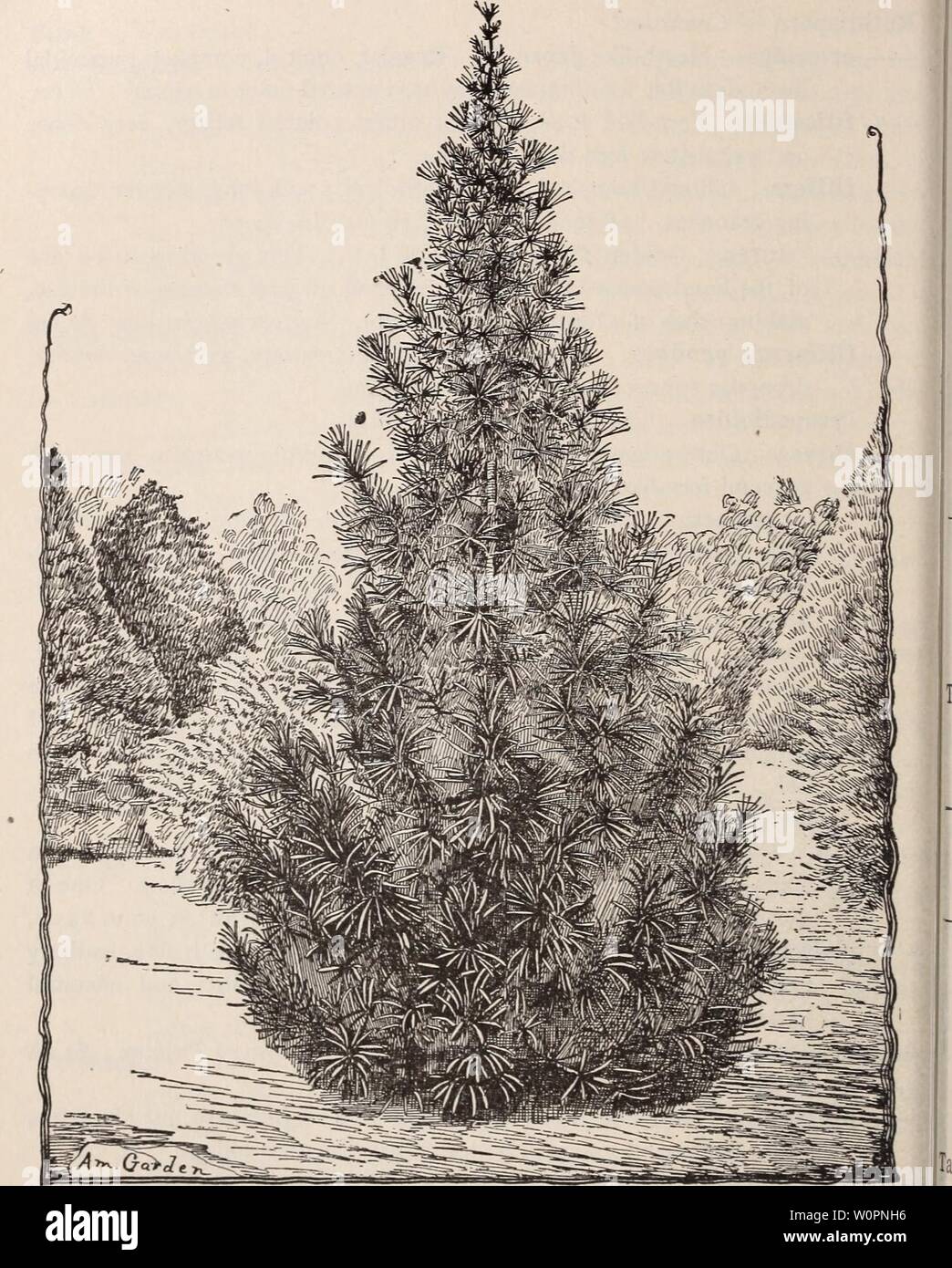 Archive image from page 99 of Descriptive catalogue of trees, shrubs,. Descriptive catalogue of trees, shrubs, vines and plants of the Shady Hill Nurseries descriptivecatal1893shad Year: 1893  74    SCIADOPITYS VERTICILLATA. Sciadopitys verticillata. Umbrella Pine. Perfectly upright trunk with horizontal branches, bearing whorls of shining green, very broad, flat needles, lined with white on the under side. These needles, by their remarkable size, and still more remarkable arrangement in umbrella- like tufts, and their leathery texture, give this tree the most unique Stock Photo