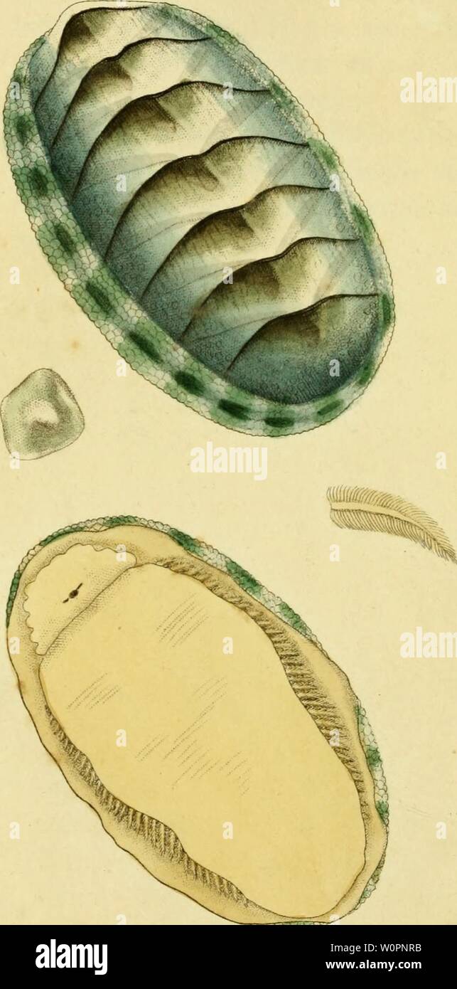 Archive image from page 103 of [Descriptions and illustrations of mollusks. [Descriptions and illustrations of mollusks : excerpted from The naturalist's miscellany descriptionsillu12shaw Year: 1800  -=5?=-- JK.' Stock Photo