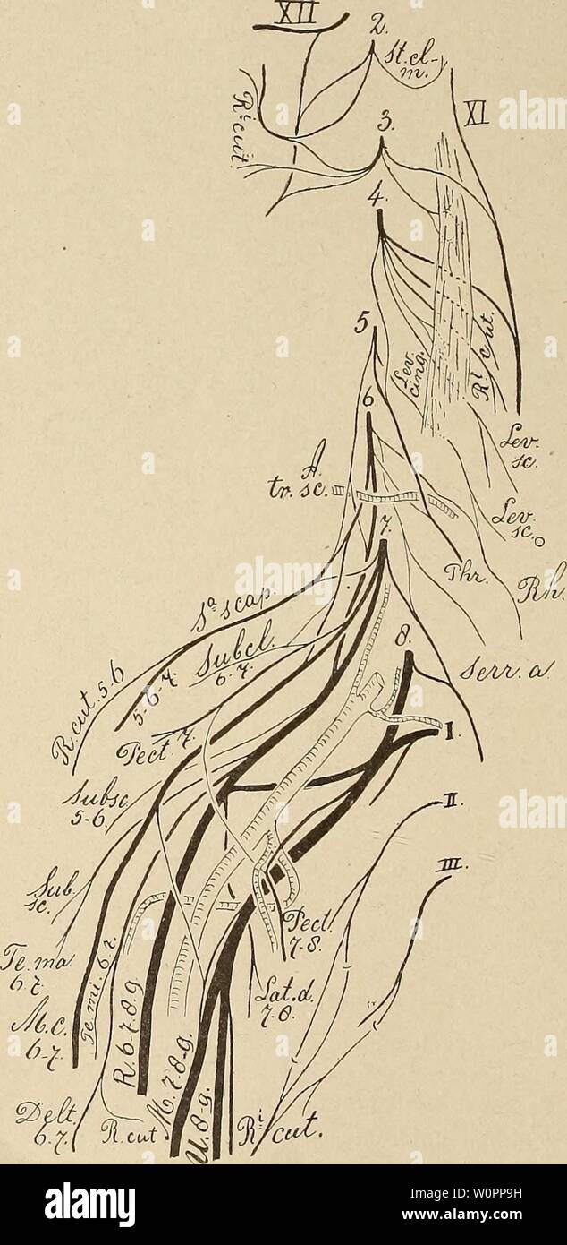 Archive image from page 109 of Der plexus cervico-brachialis der Primaten. Der plexus cervico-brachialis der Primaten derplexuscervico00bolk Year: 1907  (162) 472 Cervicalnerven , die je einen Verbindungsast zum Ramus descendens des N. hypoglossus schicken. Fig. 32. Der MuSC- sterno-cleido- mastoi'deus ist auch bei diesem Halbaffen nur aus dem 2en Cer- vicalnerven in- nervirt, be- kommt keinen Ast desN. acces- sorius. Dieser Nerv nimmt auf seinem Wege zum M. trapezius zwei Wurzeln auf aus den 3en und 4en Cervi- calnerven , der erstere zieht über den M. le- vator cinguli hinwesr. der letz- tere Stock Photo