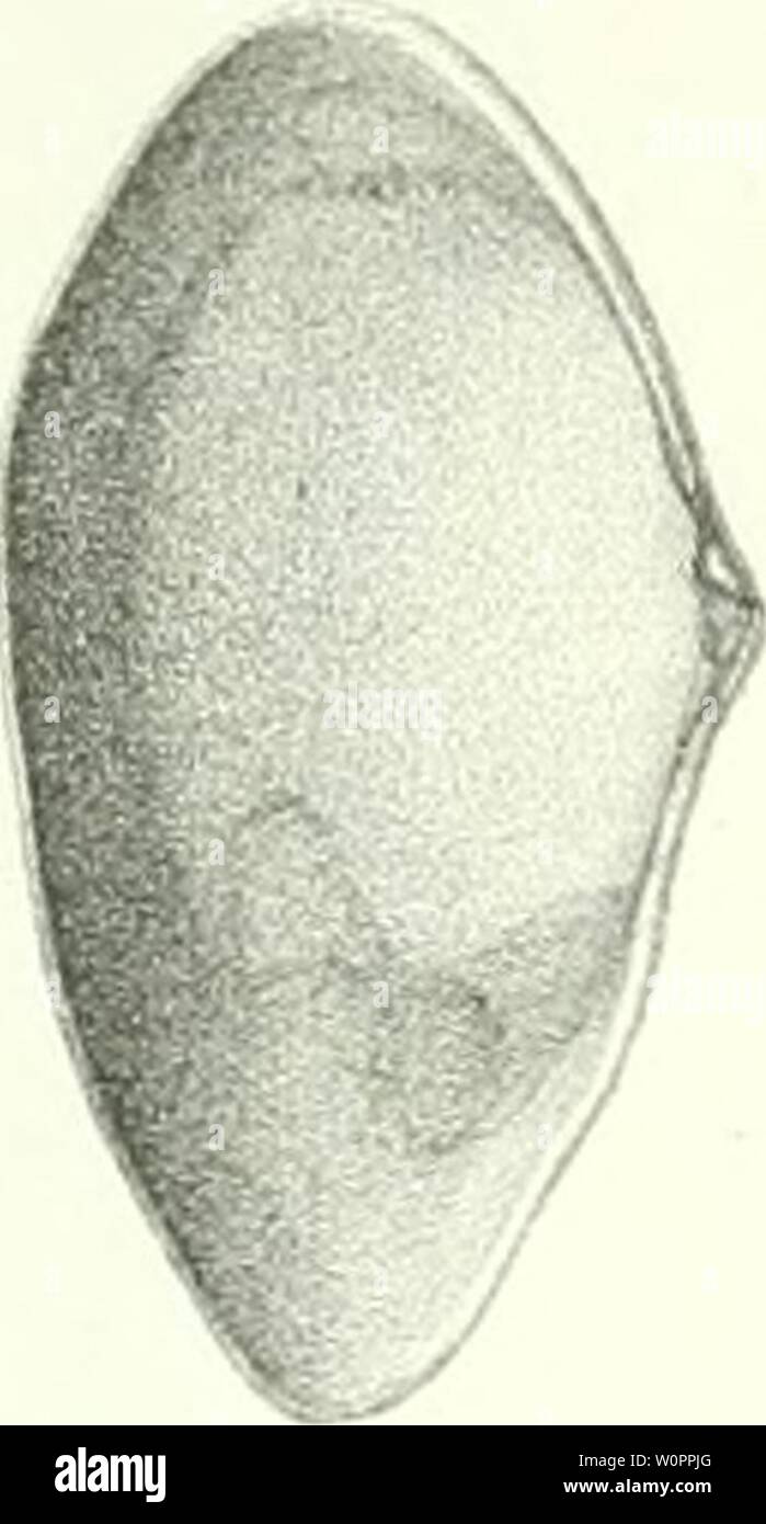 Archive image from page 112 of Description des animaux sans vertèbres Stock Photo