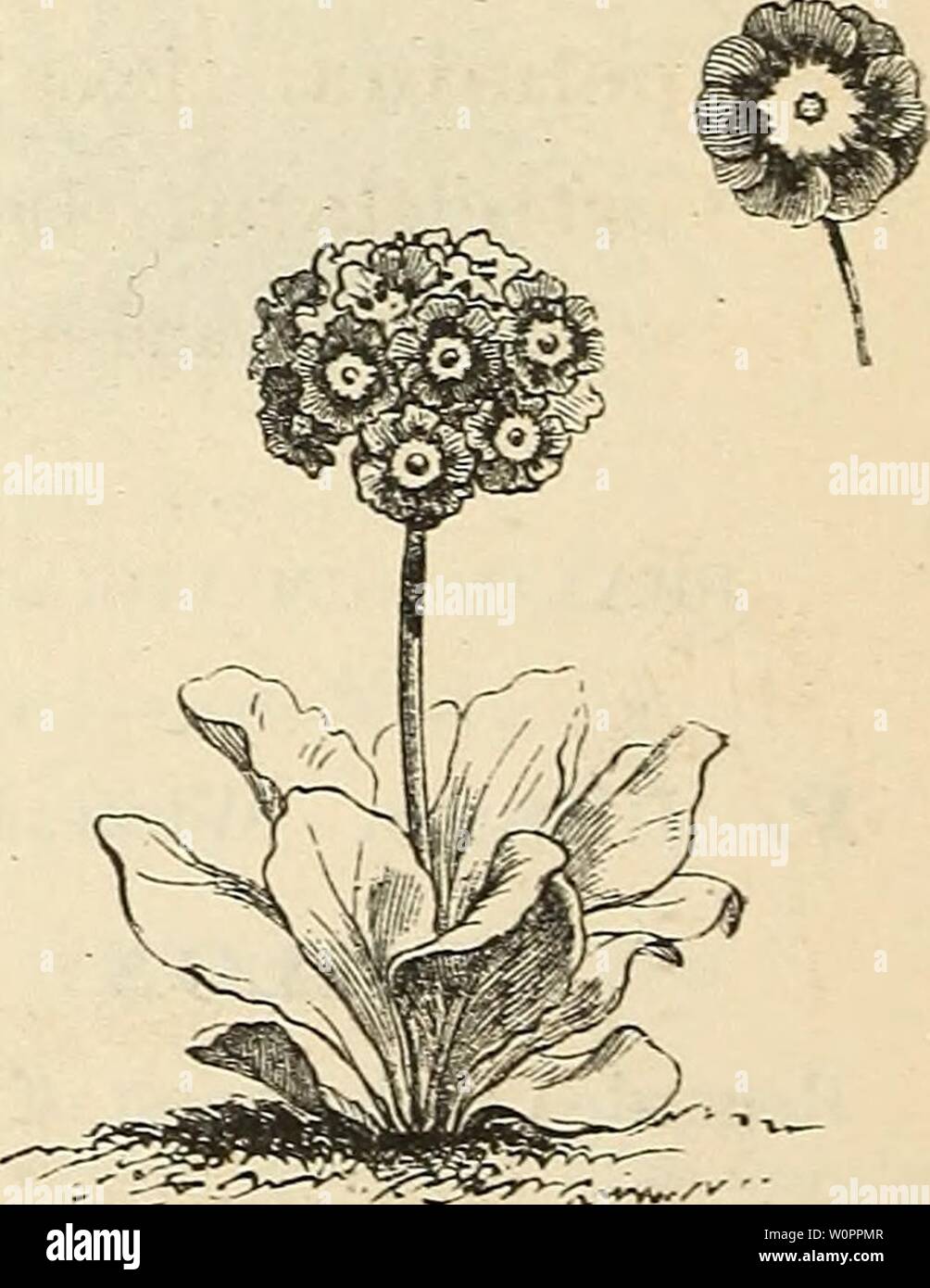 Archive image from page 113 of Descriptive catalogue of hardy ornamental. Descriptive catalogue of hardy ornamental trees, shrubs, herbaceous perennial plants, etc. : twenty-fourth edition descriptivecatal1880ellw Year: 1880  POLEMONIUM CJERULEUM. Poa. P. australis. A perennial grass forming feathery tufts 1J to 2 feet high ; fine. POLEMONIUM. Greek Valerian. P. cseruleuin. Jacob's Ladder. Blue; in terminal panicles ; 1 foot. July. P. reptans. A low, spreading plant; blue; 6 inches. June. POLYGONUM. P. cuspidatum. Giant Knotweed. Flowers white, in clusters late in summer, followed by handsome Stock Photo