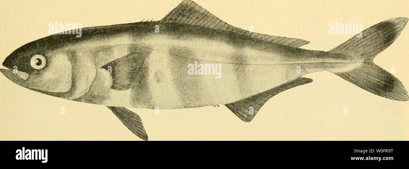 Archive image from page 120 of The depths of the ocean Stock Photo