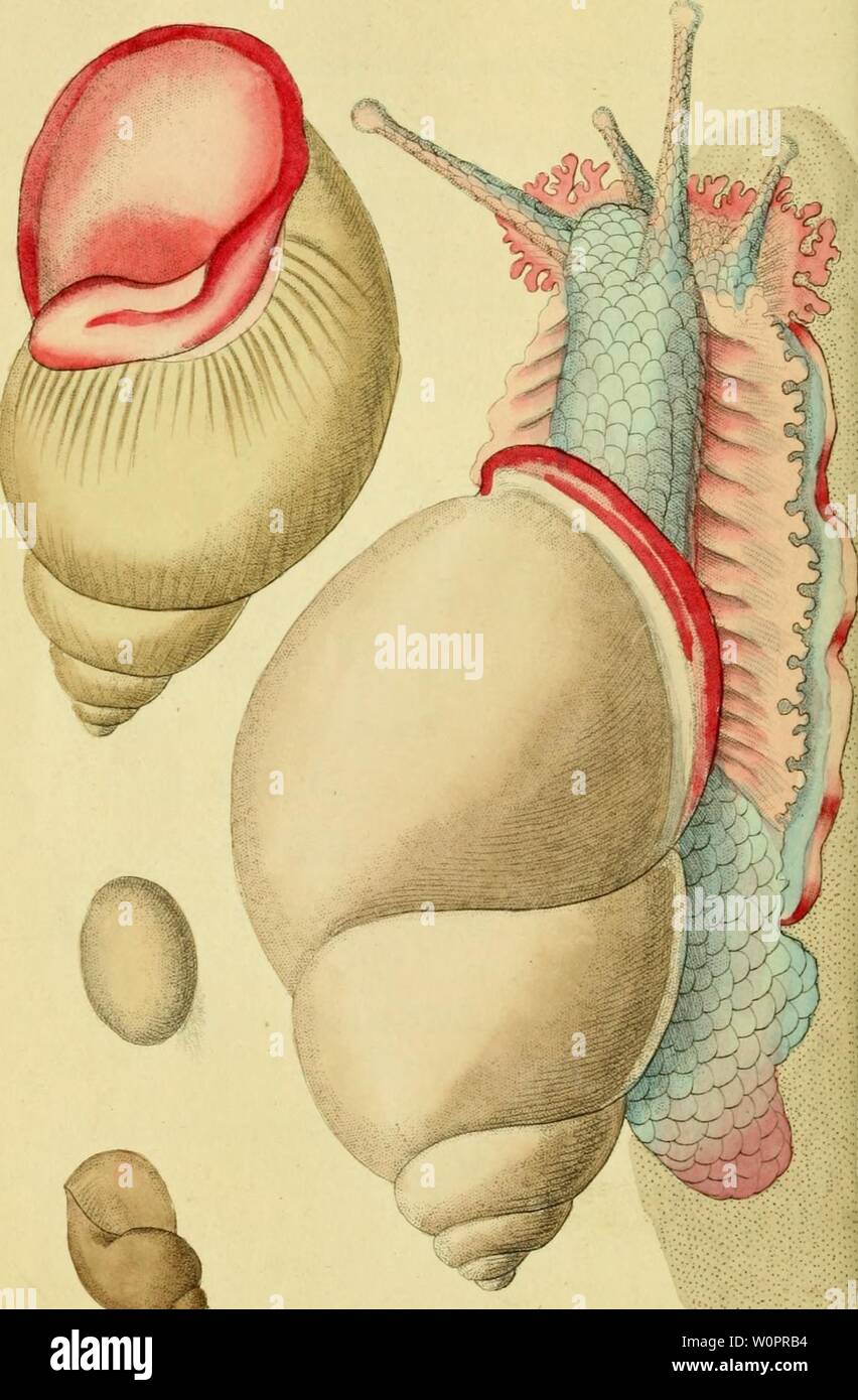 Archive image from page 121 of [Descriptions and illustrations of mollusks. [Descriptions and illustrations of mollusks : excerpted from The naturalist's miscellany descriptionsillu12shaw Year: 1800 Stock Photo