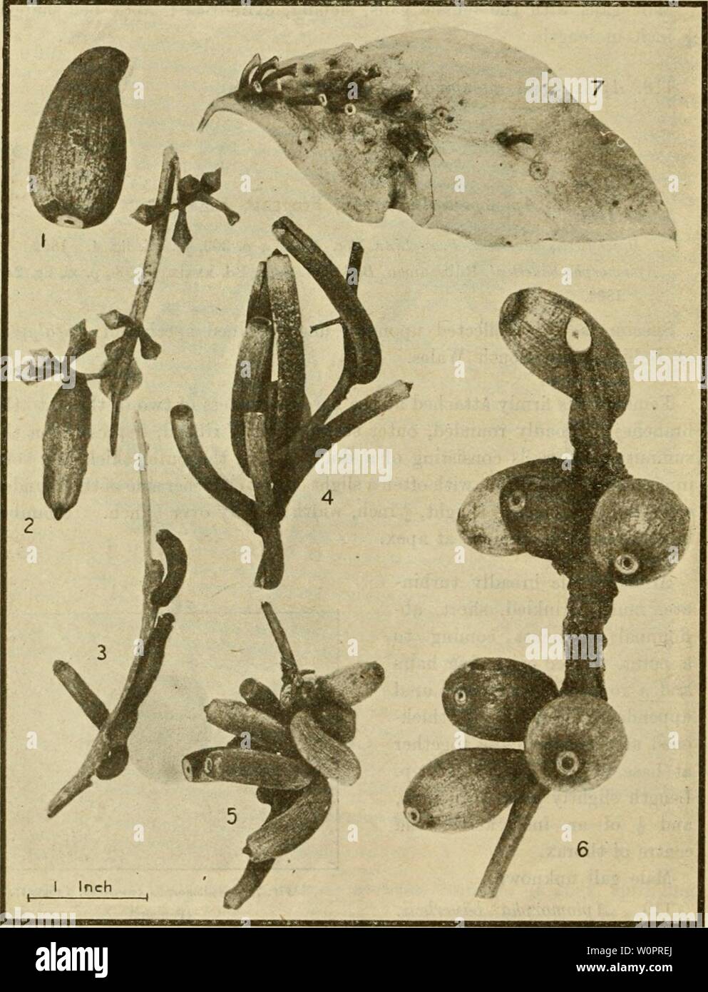Archive image from page 123 of A descriptive catalogue of the. A descriptive catalogue of the scale insects ('Coccidae') of Australia descriptivecatal02frog Year: 1915  118 SCIENCE BULLETIN, No. 18. Apiomorpha cornea, Froggatt (Figs. 76 and 77). Brachyscelis conica, Proc. Linn. Soc. N.S.W., p. 365, pi. vi, fig. 3. 1892. Apiomorpha conica, Riibsaamen, Berl. Ent. Zeit., Bd. xxxix, pis. xi and xiv, p. 209. 1894. „ similis, Rubsaamen, Berl. Ent. Zeit., Bd. xxxix, p. 210, pis. xi and xiv. 1894. Brachyscelis regularis, Tepper, Trans. Boy. Soc. S.A., p. 273, pi. iii, fig. 3. 1893. „ subconica, Tepper Stock Photo