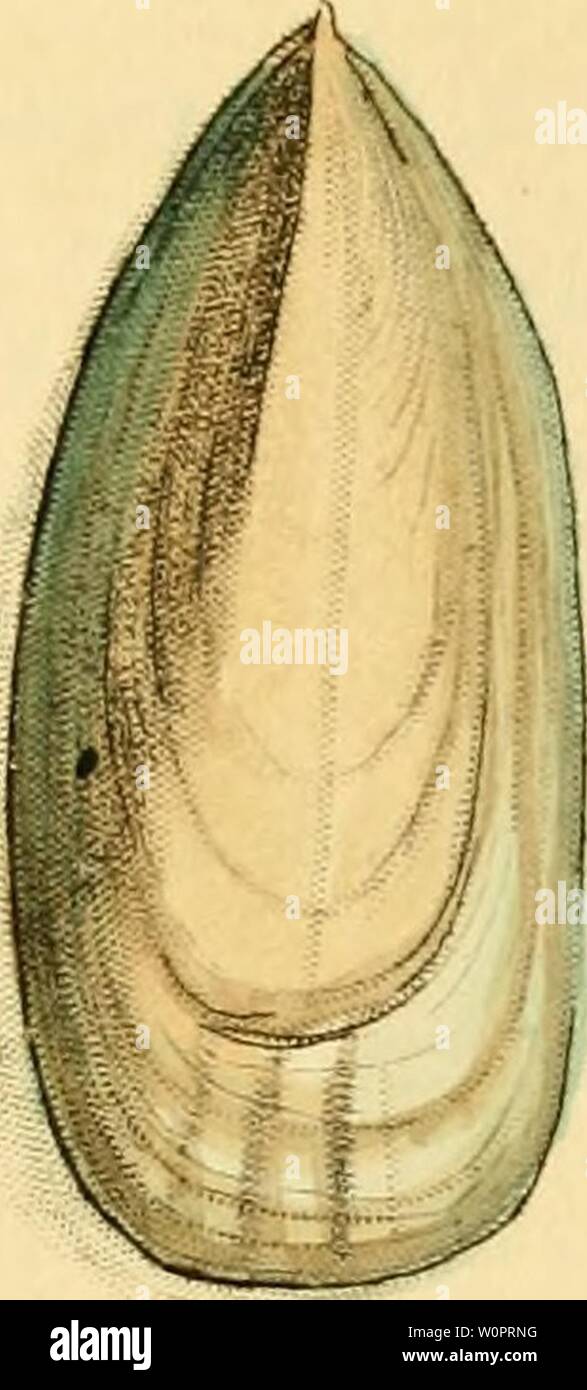 Archive image from page 126 of [Descriptions and illustrations of mollusks. [Descriptions and illustrations of mollusks : excerpted from The naturalist's miscellany descriptionsillu12shaw Year: 1800 Stock Photo