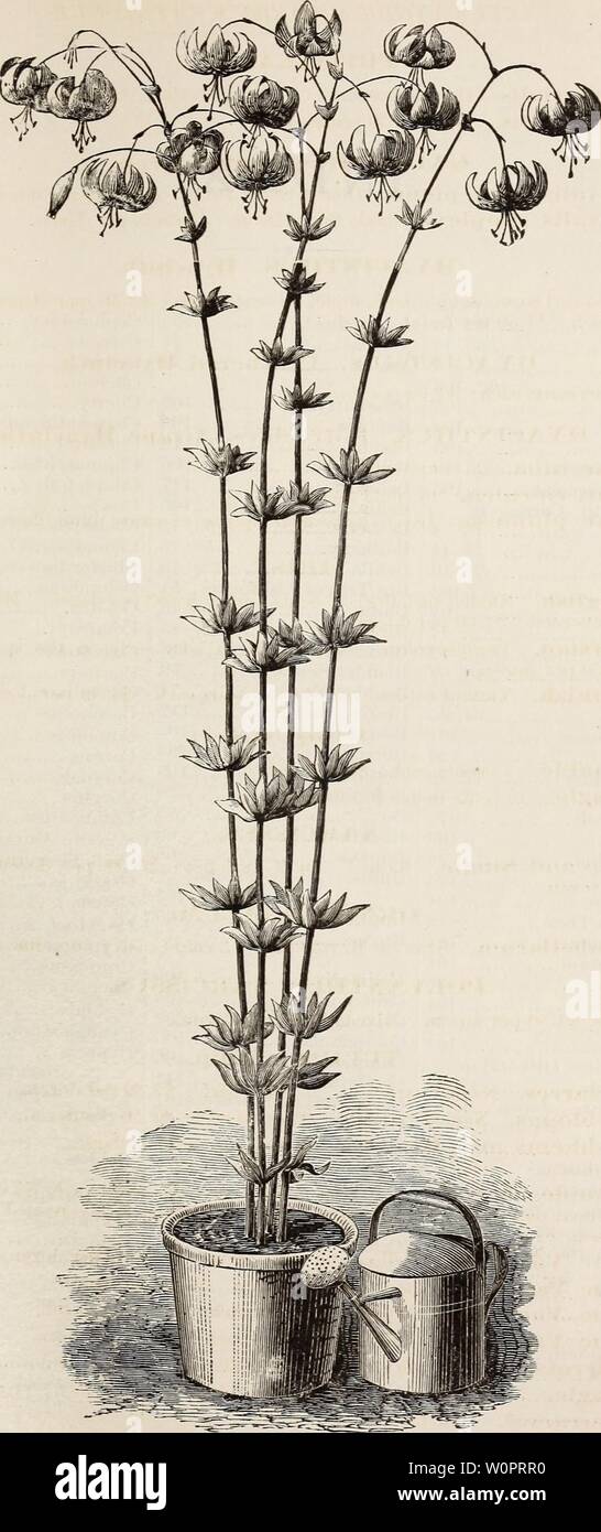 Archive image from page 126 of Descriptive catalogue of ornamental trees,. Descriptive catalogue of ornamental trees, shrubs, roses, flowering plants, &c descriptivecatal1875ellw Year: 1875 LILIUM BLOOMERIANUM. (Bloomek's Lily J Stock Photo