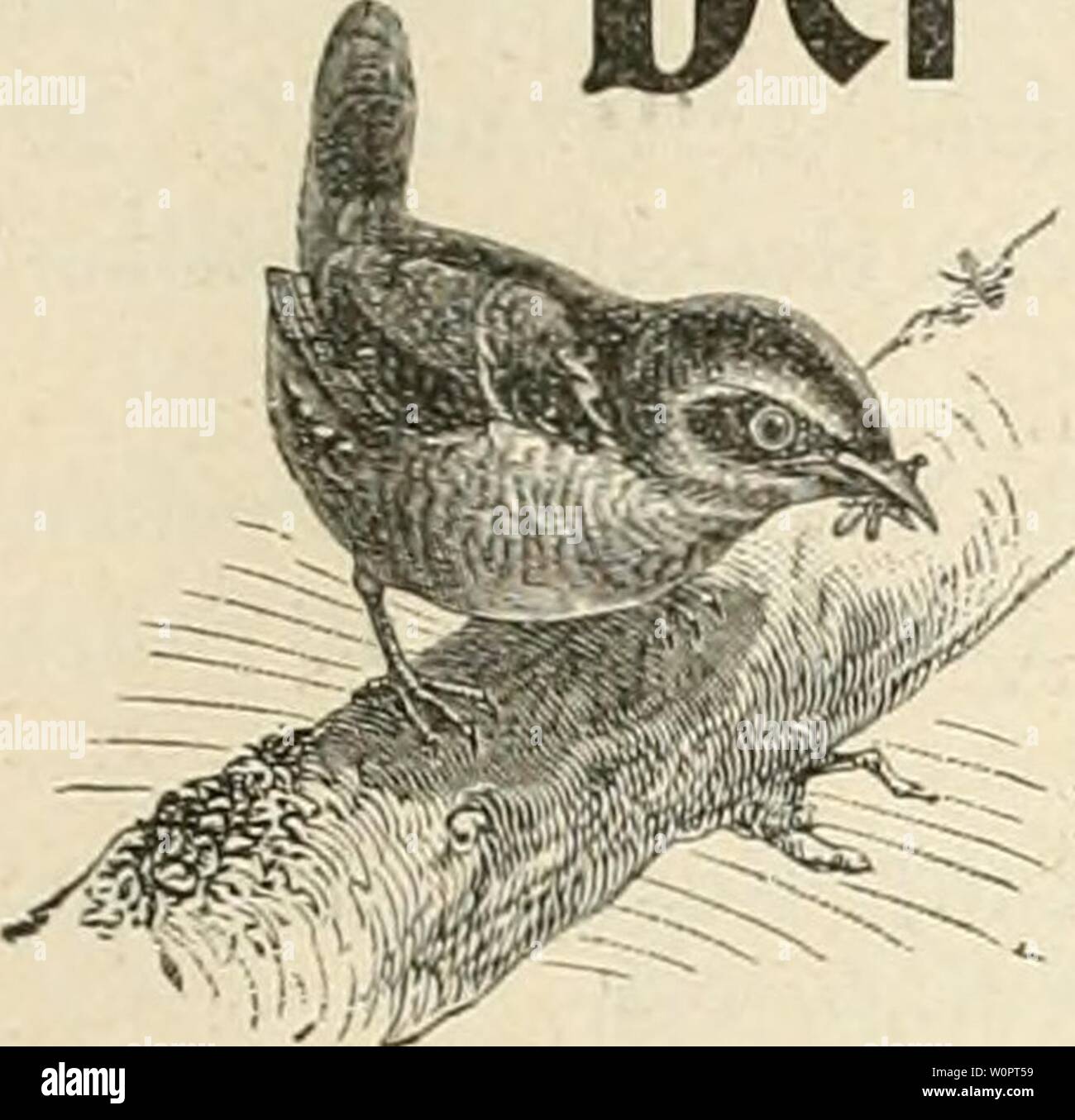 Archive image from page 130 of Der Ornithologische Beobachter (1902). Der Ornithologische Beobachter derornithologisc02alas Year: 1902  fleft 16. 16. April 1903. J'alirjB:ang IX. Der Omitbologiscbe Beobacbter. Wochensclirift für Yogelliebhaber und Vogelschutz. Redaktion Carl Döut, Berii und öusMv voit Burg, Oltcn. f+ Erseheint jeden Donnerstag. Herausgegeben von Carl Daut in Bern (Schweiz). Inhalt: Oruithologische Beobachtungen, von Dr. L. Greppiu, Eosegg, Solothurn (Forts.). — Kuckuck, Eisvogel, Goldamsel und Star im Jahr 1902, von Dr. H. Fischer-Sigwart, Zofingen (Schluss). — Passer domestic Stock Photo