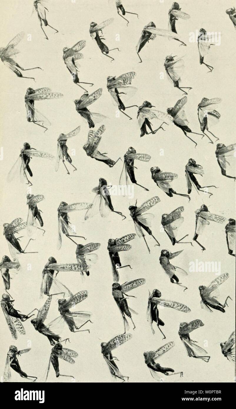 Archive image from page 133 of Der Ornithologische Beobachter (1902). Der Ornithologische Beobachter derornithologisc09alas Year: 1902 Stock Photo